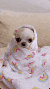 Chihuahua wrapped in a blanket